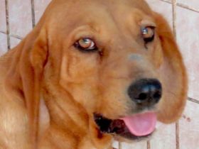 Felicity, weiblicher Mischling