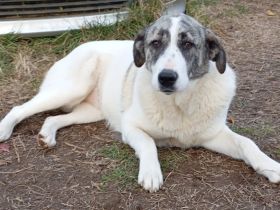 Jungdhündin Bounty / derzeit noch in Griechenland