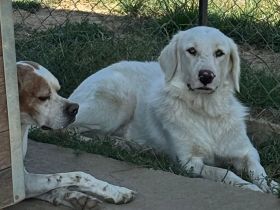 Junghündin Ezra / weiblich / derzeit noch in Griechenland