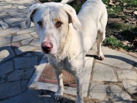 Junghund Lakis / männlich / derzeit noch in Griechenland