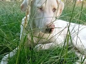 Junghund Lakis / männlich / derzeit noch in Griechenland