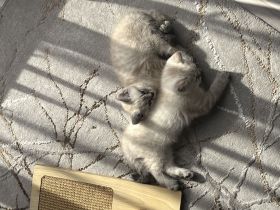 Verkaufe Katzen Babys bkh