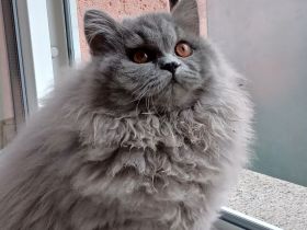 Britisch Langhaar Kater sucht das passende Zuhause......