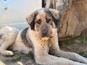 Aufgeschlossene Elly sucht ihre Familie