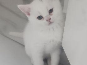 Reinrassige BKH Kitten