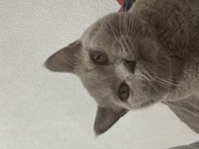 Britisch Kurzhaar Junior