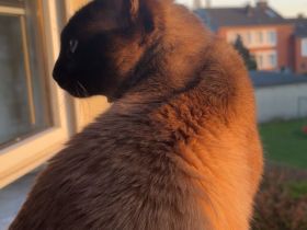 Erfahrener Siam Seal Point Deckkater