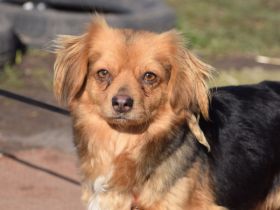 Felia, kleine, ängstliche Minimaus, 3 Jahre alt, kastriert, 26 cm groß sucht sehr erfahrenes Zuhause