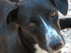 Lucia 3, weiblicher Mischling