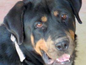 Linda 2, weiblicher Rottweiler