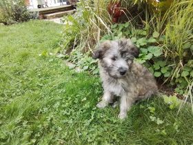 12 Wochen alte Hütehund Berger des Pyrenees Langhaar Welpen