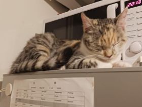 Dringend: Liebevolle Katze sucht neues Zuhause [Schutzgebühr  ]