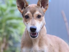 Madita, aktive, mittelgroße, freundliche, 7 Monate alte Junghündin sucht aktives Zuhause