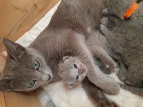 Reinrassige Russisch Blau Kitten mit erstklassigen Stammbaum