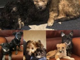 Hunde Welpen zuverkaufen