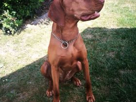 Vizsla Wurferwartung Kw 23