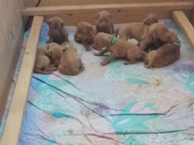 Wurfplanung Magyar Vizsla Welpen