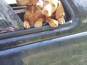 Wurfplanung Magyar Vizsla Welpen