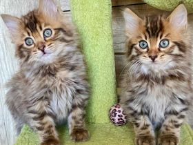 HotMaylove Cashmere Bengals ! Babys sind geboren !