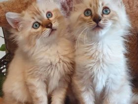 HotMaylove Cashmere Bengals ! Babys sind geboren !