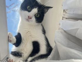 Kleine Milly sucht das große Glück