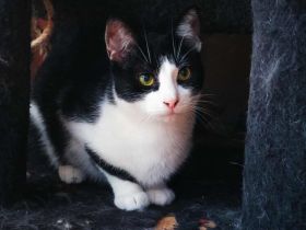 Kleine Milly sucht das große Glück