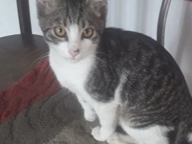 Junger, verschmuster Teo sucht seine Für-Immer-Menschen!