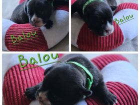 Continental Bulldogge