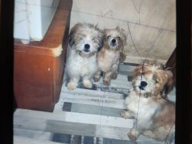 2 Shih Tzu suchen ein neues Zuhause
