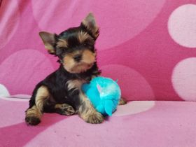 Jorkshire terier welpen ( FCI)