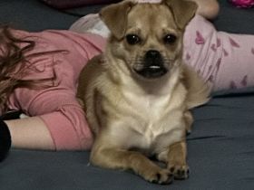 Kleine Chihuahua Mischlingshündin