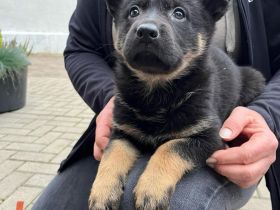 Deutsche Schäferhund Welpen DDR Linie