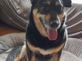 Peter, a.d.Tierschutz, sucht Happy-Home