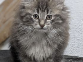 Norwegische Waldkatzen Kitten mit Stammbaum