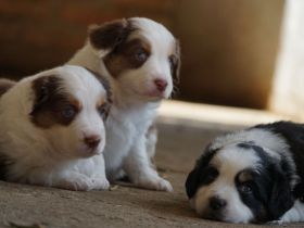 Liebevolle Mini Australian Shepherd Rüden suchen ein neues Zuhause!