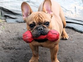 Französischer Bulldogge zu verkaufen