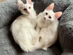 Elbfeen Türkisch Angora