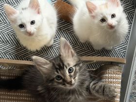 Elbfeen Türkisch Angora