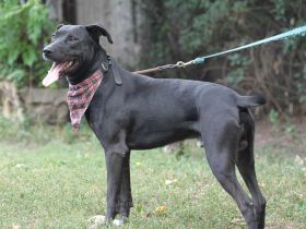 Laszlo - sucht außerhalb von Deutschland ein Zuhause