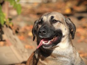 Alani - will alles noch kennenlernen