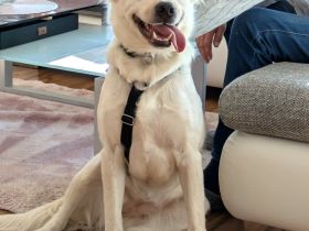 Sunny - möchte ein Familienhund werden - ist auf Pflegestelle 42799 Leichlingen / NRW