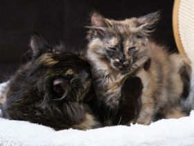 Türkisch Angora Mutter und Tochter