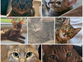 Unsere Katzen suchen ein neues Zuhause!