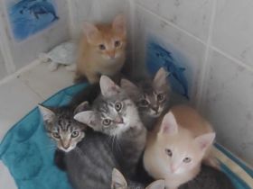 Sibirische Kitten Mischlinge suchen liebevolles Zuhause