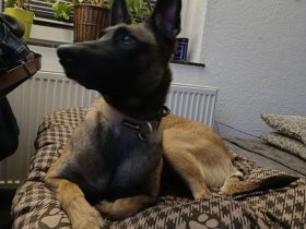 Bella reinrassige malinois Hündin