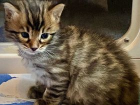 Seltenes brown spotted Cashmere Bengal Katerchen