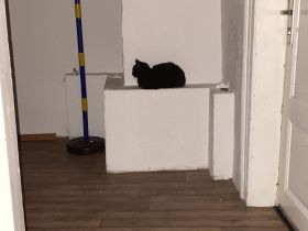 Günther und Amira suchen neues Zuhause für immer.