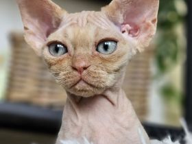 Devon rex Katerchen 3 monate Alt mit papieren