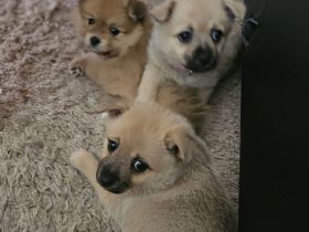 Chihuahua Pomeranian welpen suchen neues Zuhause