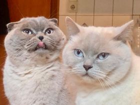 BKH Kartäuser Kater